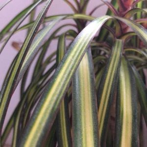 Meet your Posher, Nadia